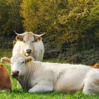 Profilbild von Rinderparadies Hechenbichl