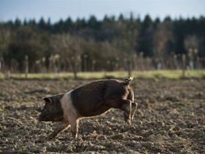 Sonnenschweine in Burgau