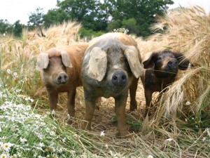Glückliche Bio-Schweine 