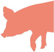 Grafik eines Schweines