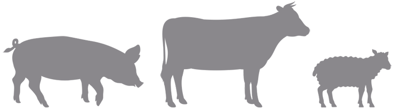 Illustration: zeigt ein Schwein, ein Rind, ein Schaf