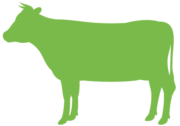 Illustration: zeigt ein Rind