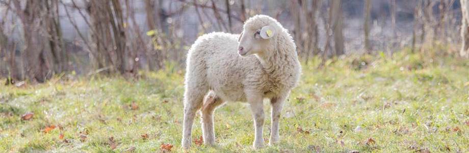 Bio Schaf weiß auf weide