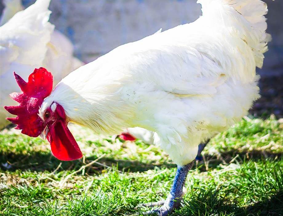 Symbolfoto zum Artikel: Der französische Star unter den Hühnern: das Bressehuhn