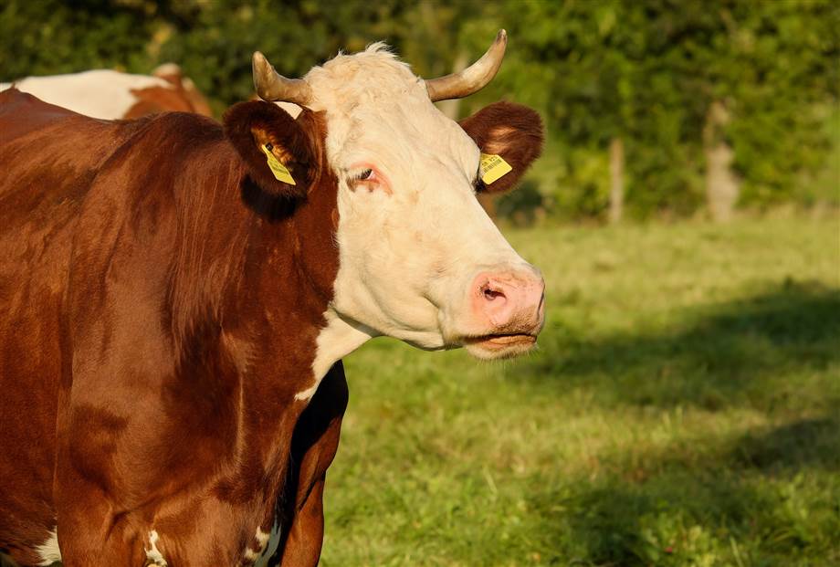 Symbolfoto zum Artikel: Fleisch von Alten Kühen - eine gar nicht zähe Fleischspezialität