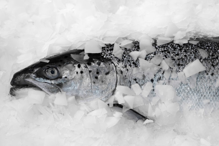 Symbolfoto zum Artikel: Frischen Fisch richtig lagern