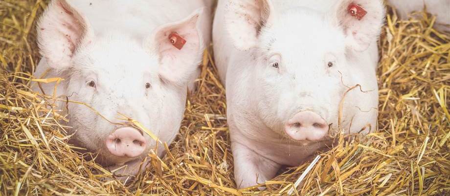 Symbolfoto zum Artikel: Biofleisch: Was ist eigentlich der Unterschied zu „normalem" Fleisch?