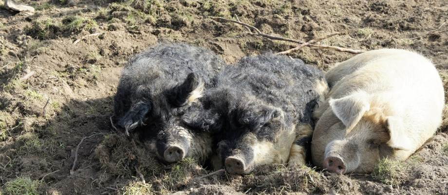 Symbolfoto zum Artikel: Mangalitza Schwein: Schweinefleisch wie früher