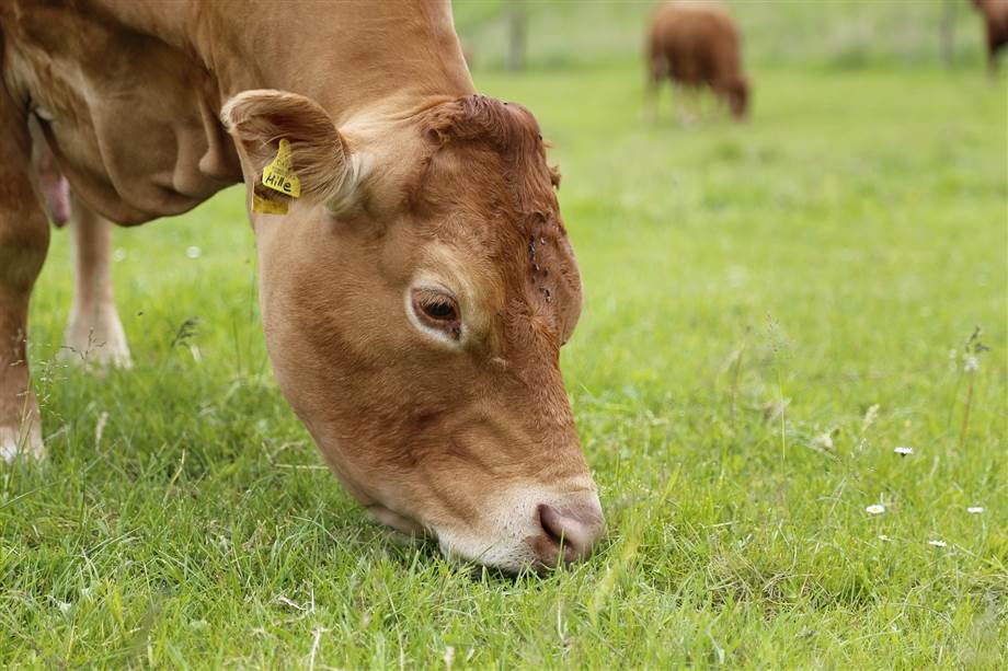 Symbolfoto zum Artikel: Darum solltest Du Bio-Limousin Fleisch kaufen
