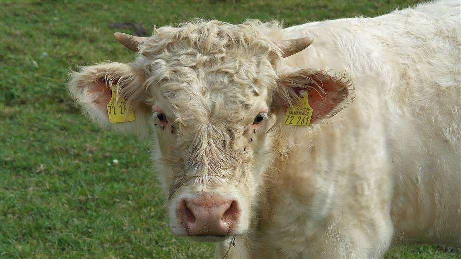 Symbolfoto zum Artikel: Das Charolais Rind: 4 Gründe, sich für Bio Charolais Fleisch zu entscheiden