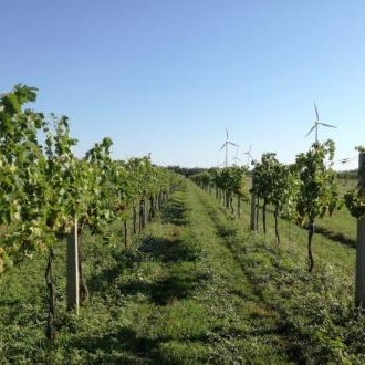 Profilbild von Bioweingut Der Fuhrmann | Bio-Wein vom Neusiedlersee