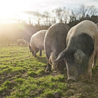 Profilbild von Biohof Hackl - Sonnenschweine in ganzjähriger Freilandhaltung
