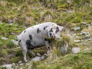 Turopolje Schweine auf der Alm in Tirol