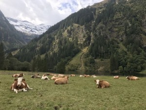 Unsere Kühe auf der Hochalm