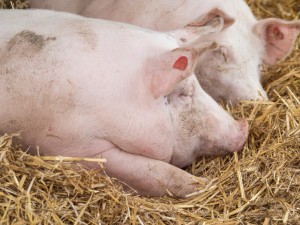 Bio-Schweine auf Stroh, Steiermark