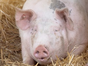 Bio-Schwein auf Stroh, Steiermark