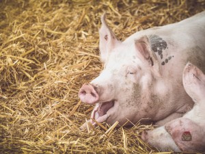Bio-Schwein auf Stroh, Pischelsdorf am Kulm, Steiermark