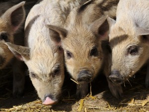Die Schweine leben 365 Tage im Jahr im Freien, können aber jederzeit in den Stall. 