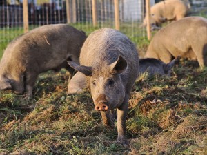 Unsere Schweine werden nur mit BIO-Getreide und unserem eigenen Bio-Klee und Bio-Heu gefüttert. 