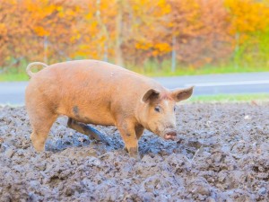 Duroc Bio-Schwein von bioFREILAND, Oberösterreich