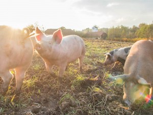 Glückliche Freilandschweine  in Oberösterreich