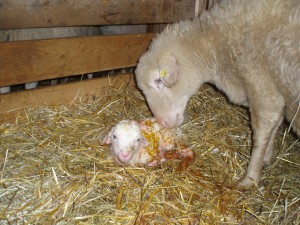 Frühjahr: Neugeborenes Lamm mit Mutter