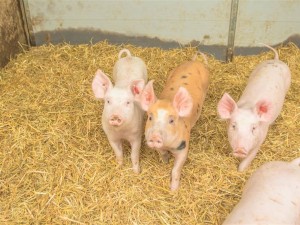 Bio-Schweine auf Stroh, Niederösterreich