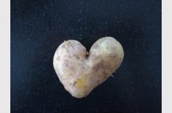 Symbolbild für Bio Kartoffeln mehlig